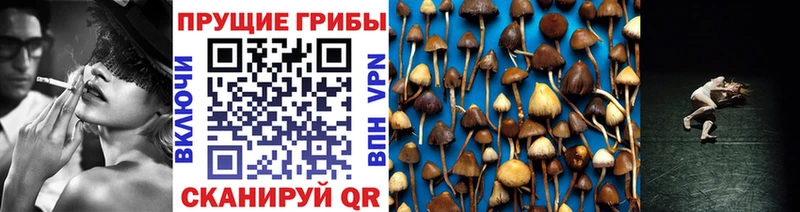 Галлюциногенные грибы Psilocybe  Купить  Тавда 